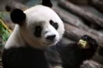 Honey ice-creams keep pandas cool in French heatwave
