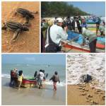 ชาวจะนะชวนร่วม “ปล่อยเต่าและฟื้นฟูทะเล” ที่หาดสวนกง 8 ก.ย.นี้