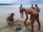 ยังพบเต่าทะเลเกยตื้นภูเก็ต-พังงาต่อเนื่อง