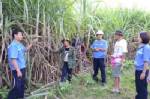 แล้งกระทบพืชเศรษฐกิจเมืองน้ำดำ แนะเกษตรกรงดปลูกพืชเกือบทุกชนิด