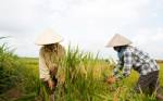 ข้าวไทยแพง ข้าวเวียดนามขายดี เป้า 7 ล้านตันปีนี้สบายๆ