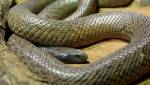 โจ๋ออสซีถูกงูพิษร้ายแรงสุดในโลกกัดอาการปางตาย