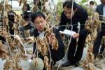 รบ.โสมขาวประกาศเขตภัยพิบัติหลังโรงงานสารเคมีระเบิดจนกรดพิษรั่วไหล