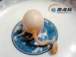 ไข่ประหลาด มีหาง!