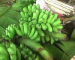 ชาวสวนกล้วยไข่เจอโรคราดำ ส่งผลผลิตราคาตกต่ำ