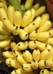 แนะกิน “กล้วยไข่” อร่อยดีมีสารต้านมะเร็ง