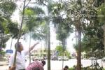 แขวงการทางตรังแจ้งจับ บ.โฆษณา โค่นต้นไม้สุดหวงอดีตนายกฯ ชวน