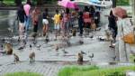 ผู้ใจบุญหันบริจาคอาหารลิงเขาตัวกวน หลังฝนตกต่อเนื่องไร้เงานักท่องเที่ยว
