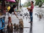 ผู้ใจบุญหันบริจาคอาหารลิงเขาตัวกวน หลังฝนตกต่อเนื่องไร้เงานักท่องเที่ยว
