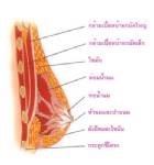 เมื่อน้ำเหลืองไหลออกจากหัวนม