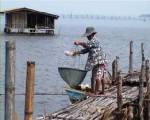 ยกยอเคยทำกะปิขายสร้างรายได้ให้ชาวบ้านจันทบุรี