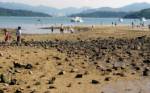 พบโลหะหนักในระดับที่สูงจุดก่อสร้างหาดเทียมฮ่องกง