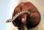 Hundreds of cobras seized in Thai customs bust