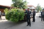 ปลูก “ต้นกระท่อม” กลางเมืองพิษณุโลก 70 ปีเพิ่งโดนจับ