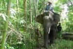 อช.ทองผาภูมิจับแก๊งลอบตัดไม้ชายแดนสังขละบุรี 4 รายพร้อมช้าง 2 เชือก