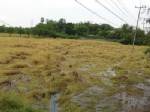 ฝนตกหนักใน จ.มหาสารคามกระทบนาข้าวเสียหาย
