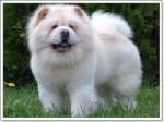 เล็งทำ Dog Park 4.6 ไร่ใต้ทางด่วนวัชรพล