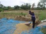 พาณิชย์ยันขายข้าวจีทูจีหน้าคลัง ส่วนผู้ซื้อใช้ใครขนไม่ทราบ