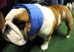 Dogs can sniff out lung cancer, pilot study shows