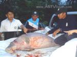 พบพะยูนหนัก 120 กก.ตายเป็นตัวที่ 9 ในท้องทะเลตรัง ปี 55
