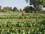 โรคราน้ำค้างระบาดในแปลงผักรับอากาศหนาว ทำผลผลิตตกต่ำ
