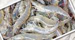 ส.กุ้งไทยตั้งเป้าปี 56 ผลิตกุ้ง 5-6 แสนตัน จี้รัฐเร่งแก้ปัญหาแรงงานเด็ก-FTA ไทย-อียู