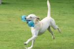กทม.เดินหน้าสร้าง Dog Park ปี 56