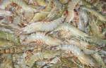 ผู้เลี้ยงกุ้งมะกันจี้รัฐเก็บอากรลงโทษกุ้งนำเข้าจาก “ไทย” เหตุรัฐอุดหนุนไม่เป็นธรรม