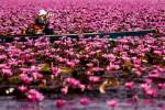 อลังการบัวแดงนับล้าน ในงาน “บัวแดงบาน หนองหานกุมภวาปี”