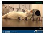 ดูคลิปนี้ .. คุณอาจหลงรัก “คิโด” เหมือนคนอีกนับล้าน