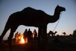 Two camels missing in central France