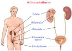 กินอย่างไร ห่างไกลโรคนิ่ว? / คอลัมน์...Health Line สายตรงสุขภาพ
