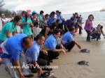 พังงาปล่อยเต่าตนุ 86 ตัวกลับสู่ทะเล เฉลิมพระเกียรติในหลวง