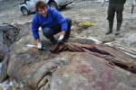 Beached whale in Spain dies from ingesting plastic waste