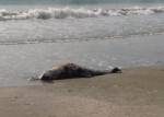 พบ “โลมาอิรวดี” เกยตื้นที่ชายหาดสามร้อยยอด