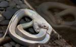 Two-headed king snake