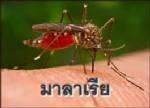 ไทยเสี่ยงมาลาเรียดื้อยา สธ.เล็งจัดประชุมหามาตรการยับยั้ง