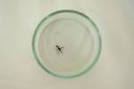 New Caledonia dengue outbreak kills three