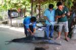 ชาวประมงสุราษฎร์ฯ พบซากโลมากระโดดลอยกลางทะเลอ่าวไทย คาดป่วยตาย