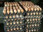 ไข่ไก่นราฯ ขึ้นราคา ผู้บริโภคลดกำลังซื้อ ยอดสั่งหดหาย