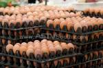 ไข่ไก่ปรับขึ้นราคากระทบยอดขายร่วง 10% ที่ตรัง