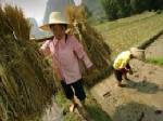 จำนำข้าวพ่นพิษ ผลักดันผู้ส่งออกไทยหันซื้อข้าวเพื่อนบ้านขายจีนแทน