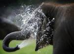 Elephant tramples girl to death in Nepal