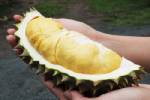 “ทุเรียน” กินดีมีประโยชน์...แต่โทษถึงตายถ้ากินกับเหล้า