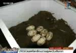 ทำไมต้องเอา “ไข่จระเข้” ออกจากแก่งกระจาน?