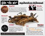 รู้จัก "ถั่งเช่า" สมุนไพรจีนระดับไฮเอนด์