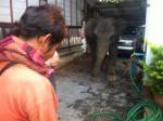 รองผู้ว่าฯ เชียงใหม่นำทีมจับช้างเร่ร่อน