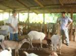ชาวนาโยง จ.ตรัง ปรับวิธีคิดใหม่ เลี้ยงแพะส่งออกรับอาเซียน