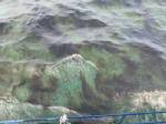 คราบน้ำมันทะลักขึ้นฝั่งเต็มหาดอ่าวพร้าว เกาะเสม็ดยาว 600 เมตร