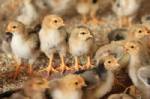 Nepal bans chicken sales after bird flu outbreak